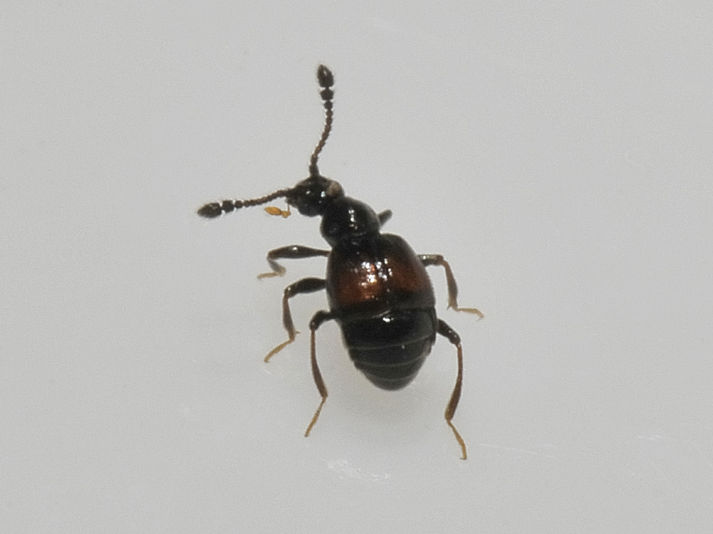 Staphylinidae: cfr. Trissemus sp.